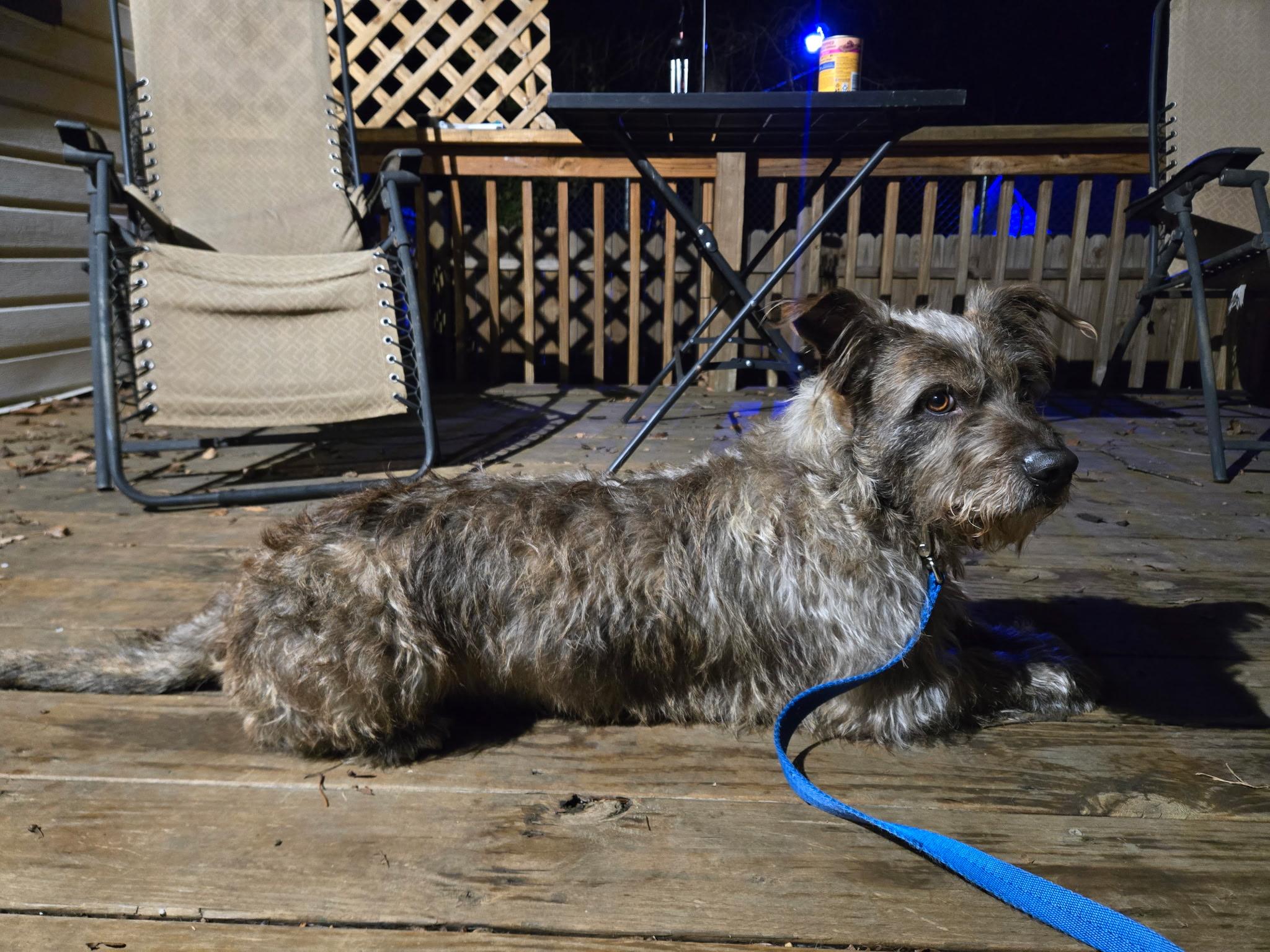 Enlarge Samuel, a Adoptable mixed breed in Lewisville, NC image 5/5