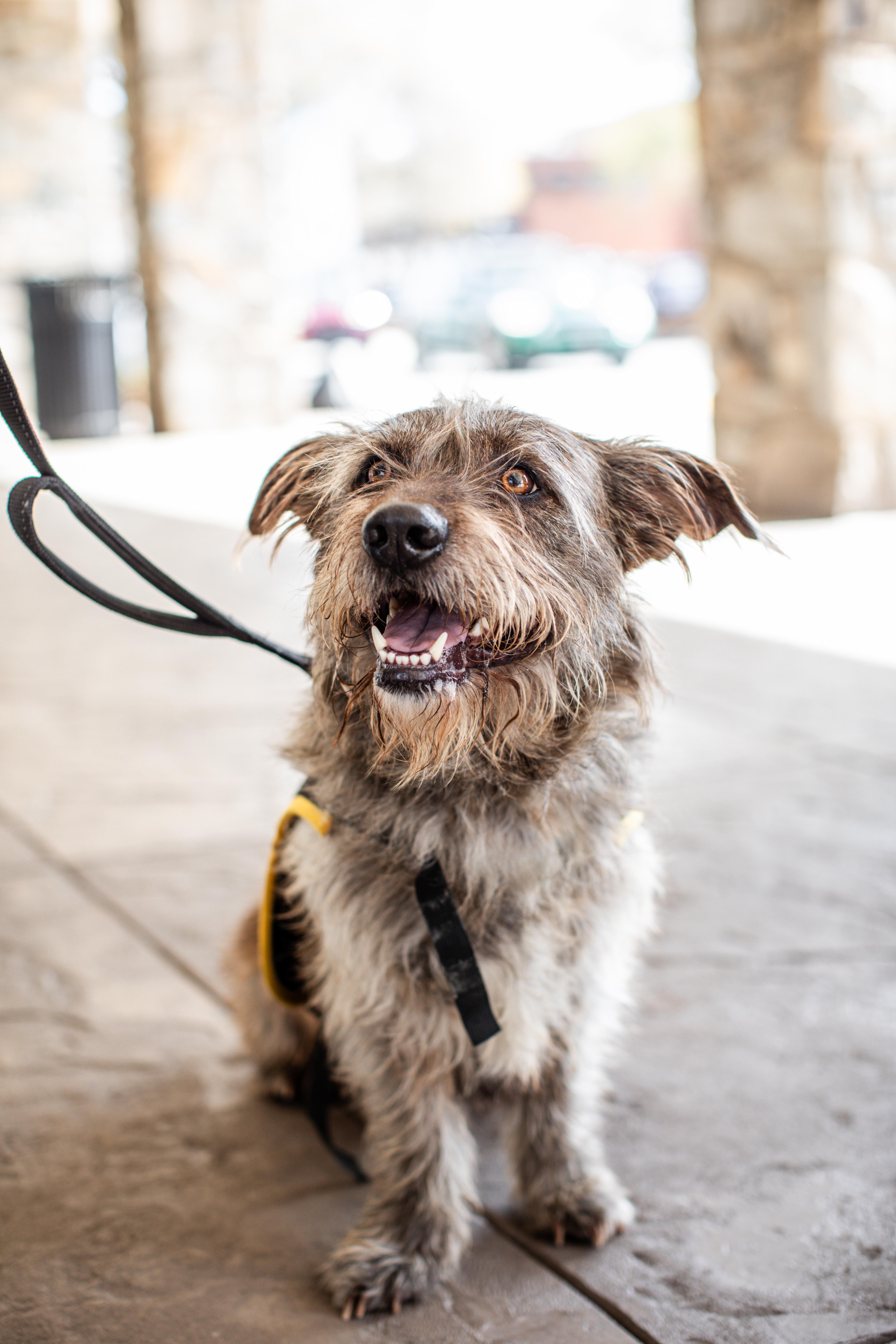 Enlarge Samuel, a Adoptable mixed breed in Lewisville, NC image 1/5