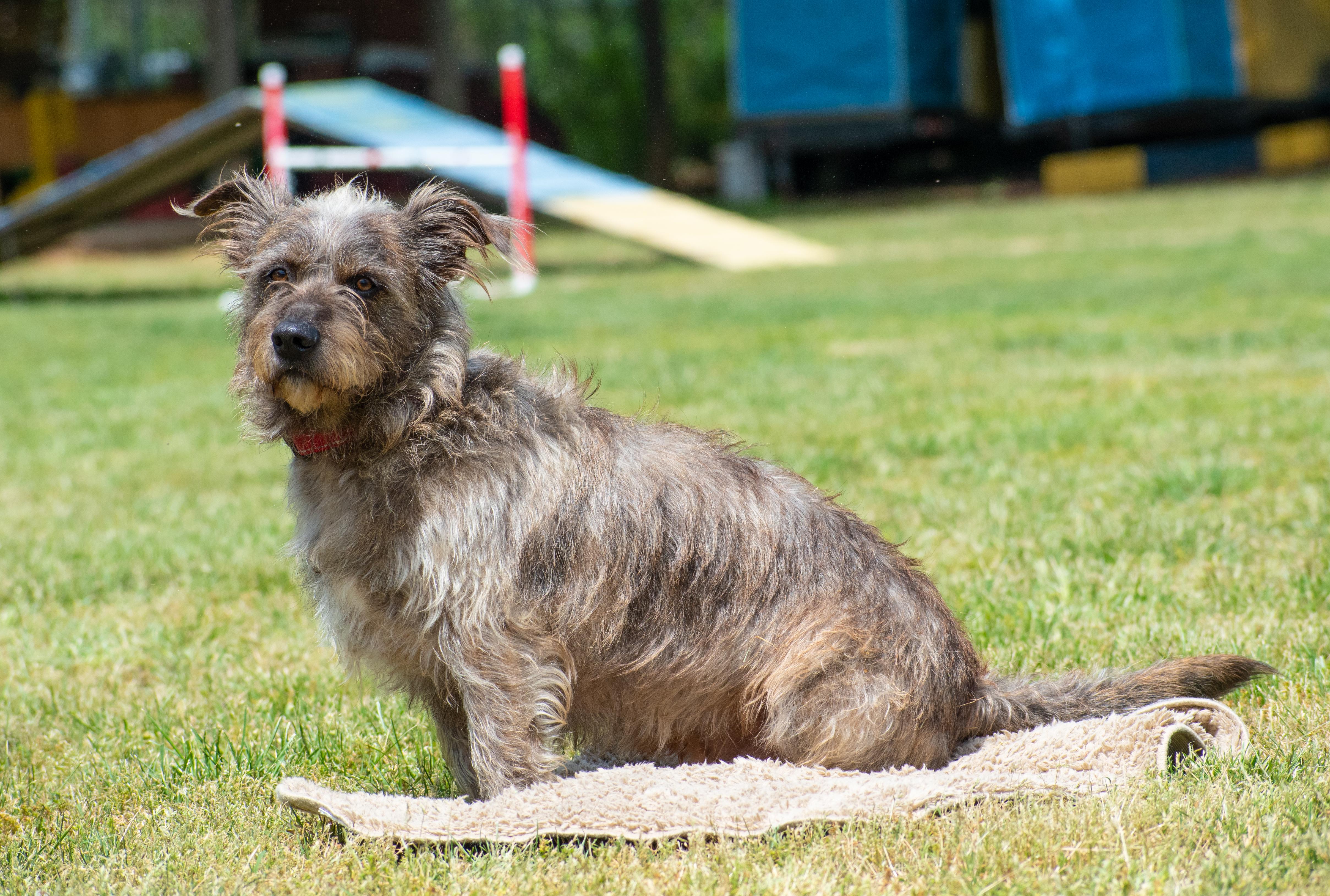 Enlarge Samuel, a Adoptable mixed breed in Lewisville, NC image 3/3