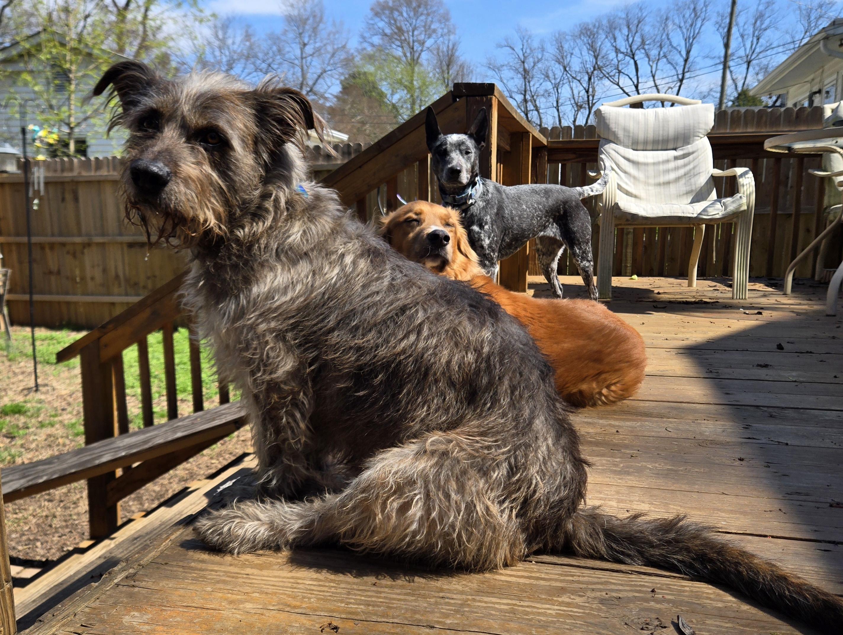 Enlarge Samuel, a Adoptable mixed breed in Lewisville, NC image 2/5