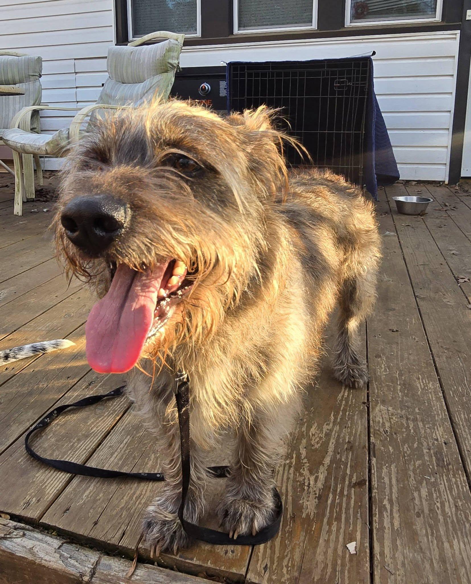 Enlarge Samuel, a Adoptable mixed breed in Lewisville, NC image 4/5