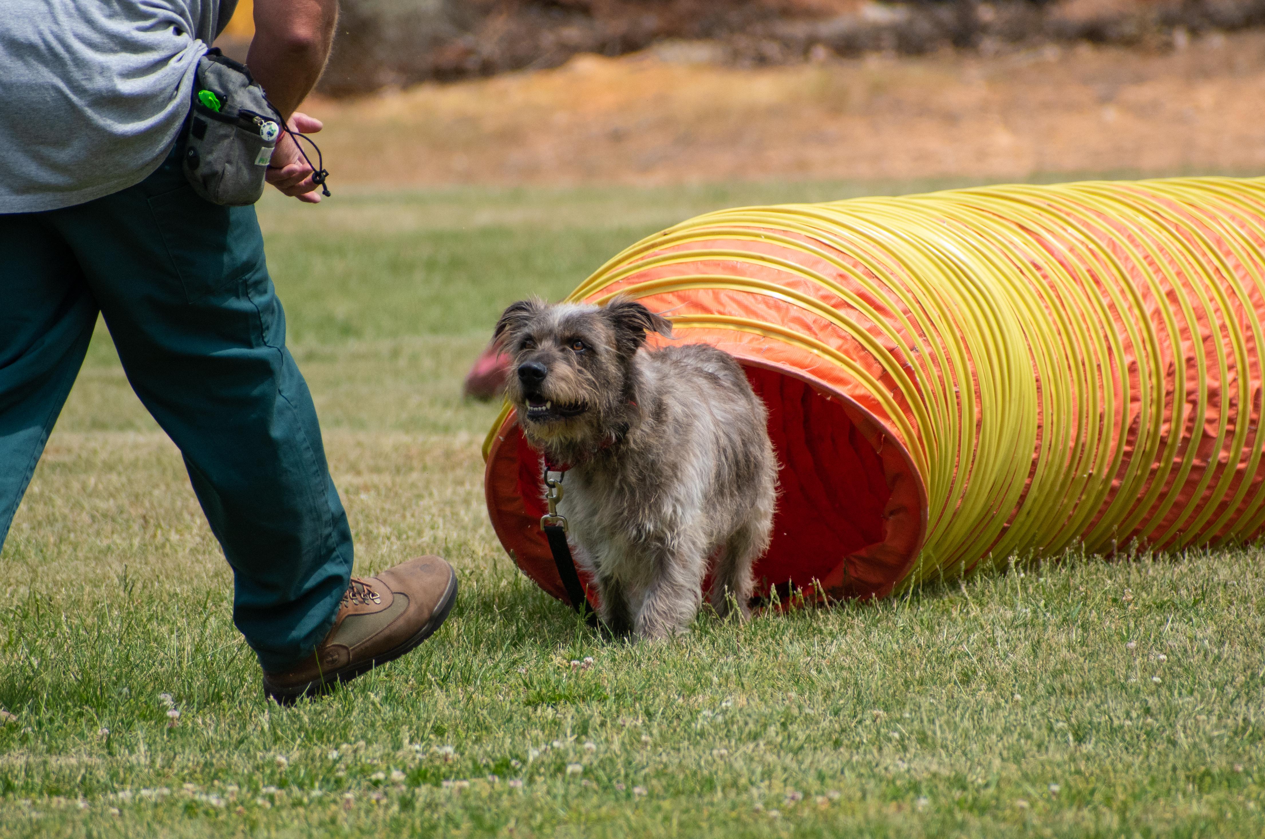 Enlarge Samuel, a Adoptable mixed breed in Lewisville, NC image 1/3