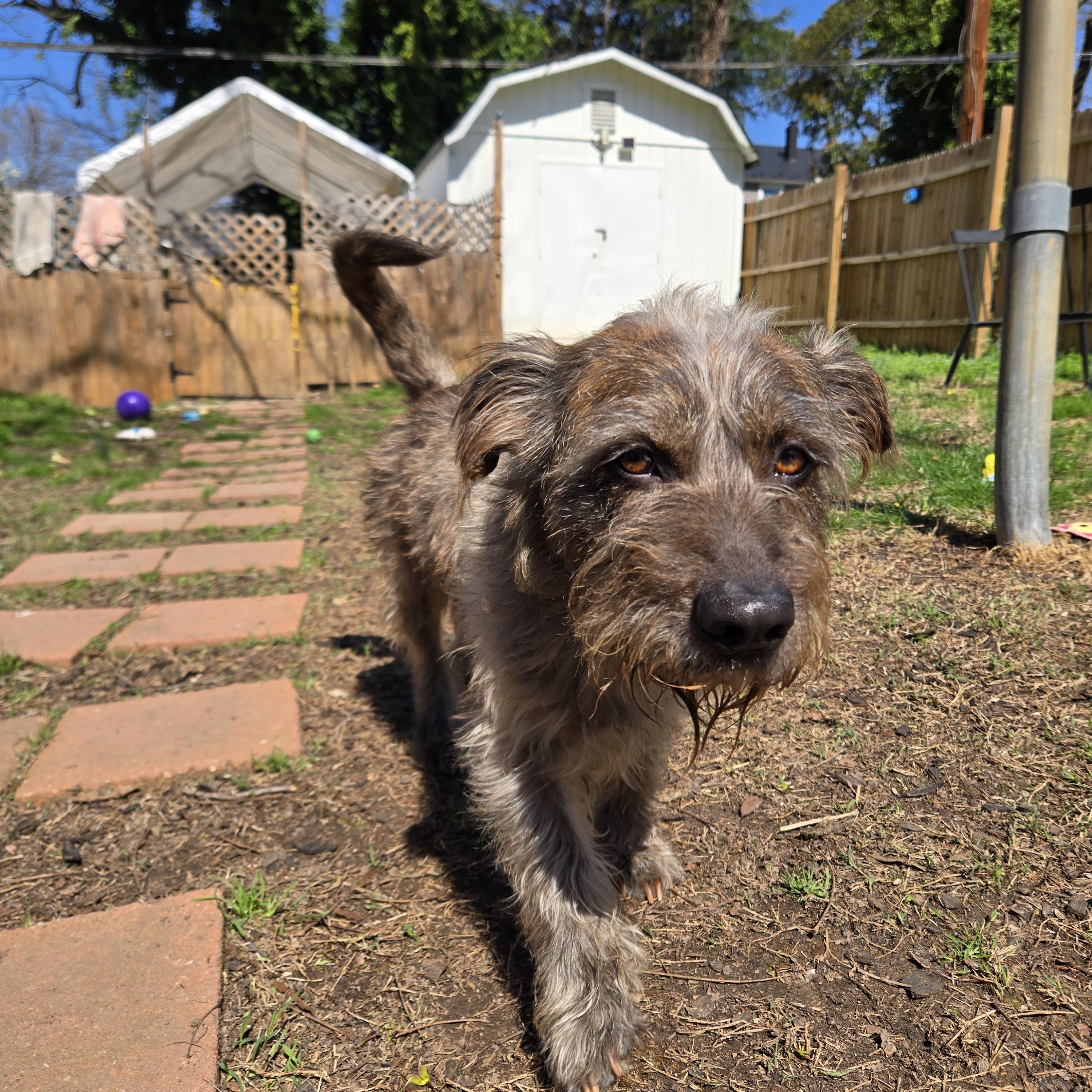 Enlarge Samuel, a Adoptable mixed breed in Lewisville, NC image 3/5