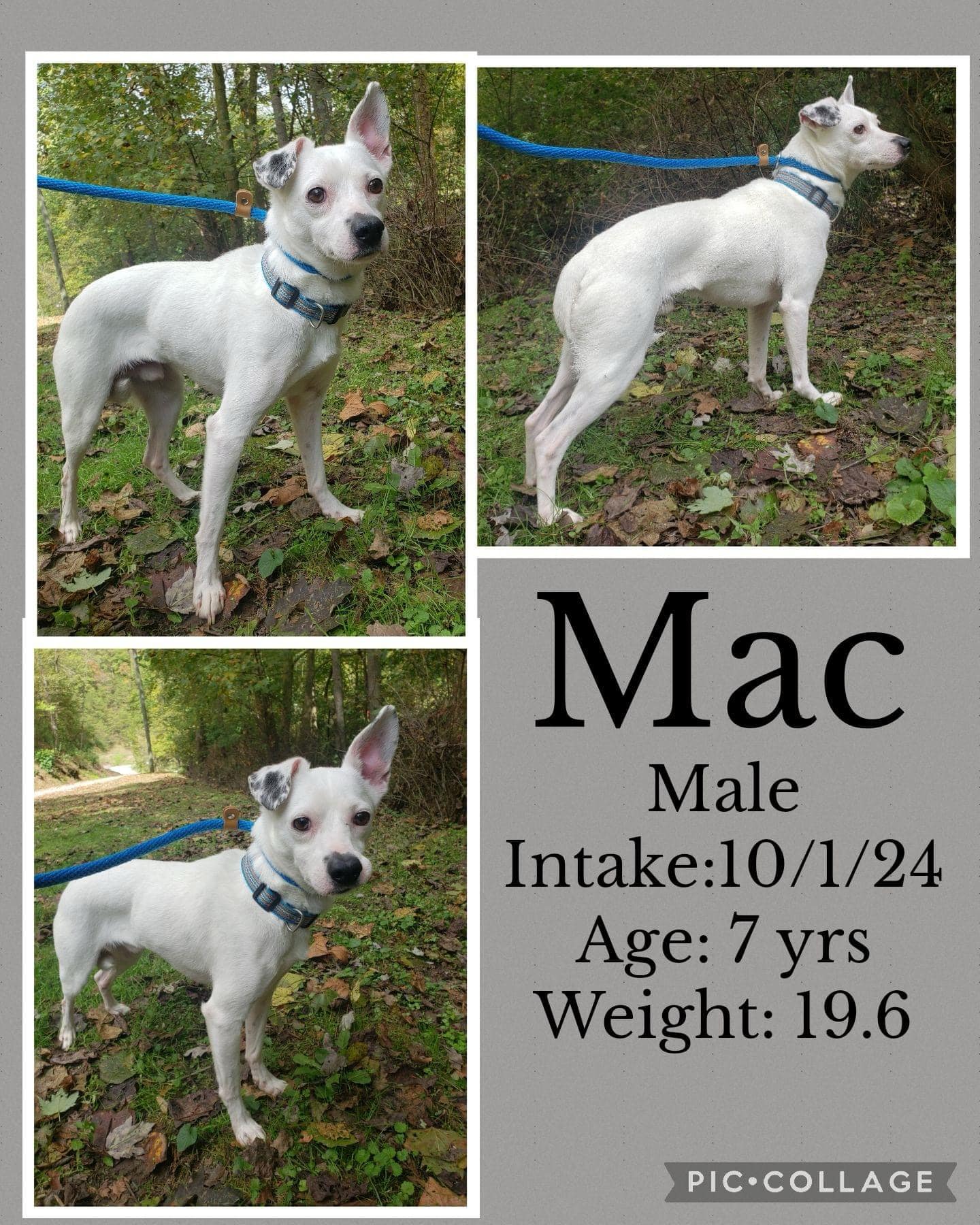 Dog for adoption Mac, a Terrier in Lexington, KY Petfinder