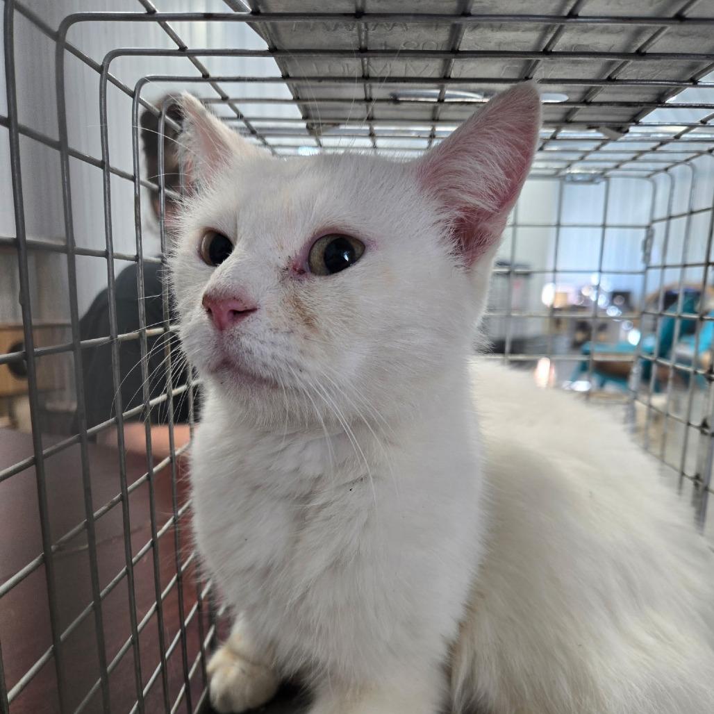 Reaper, Adoptable, Young Female Domestic Short Hair.