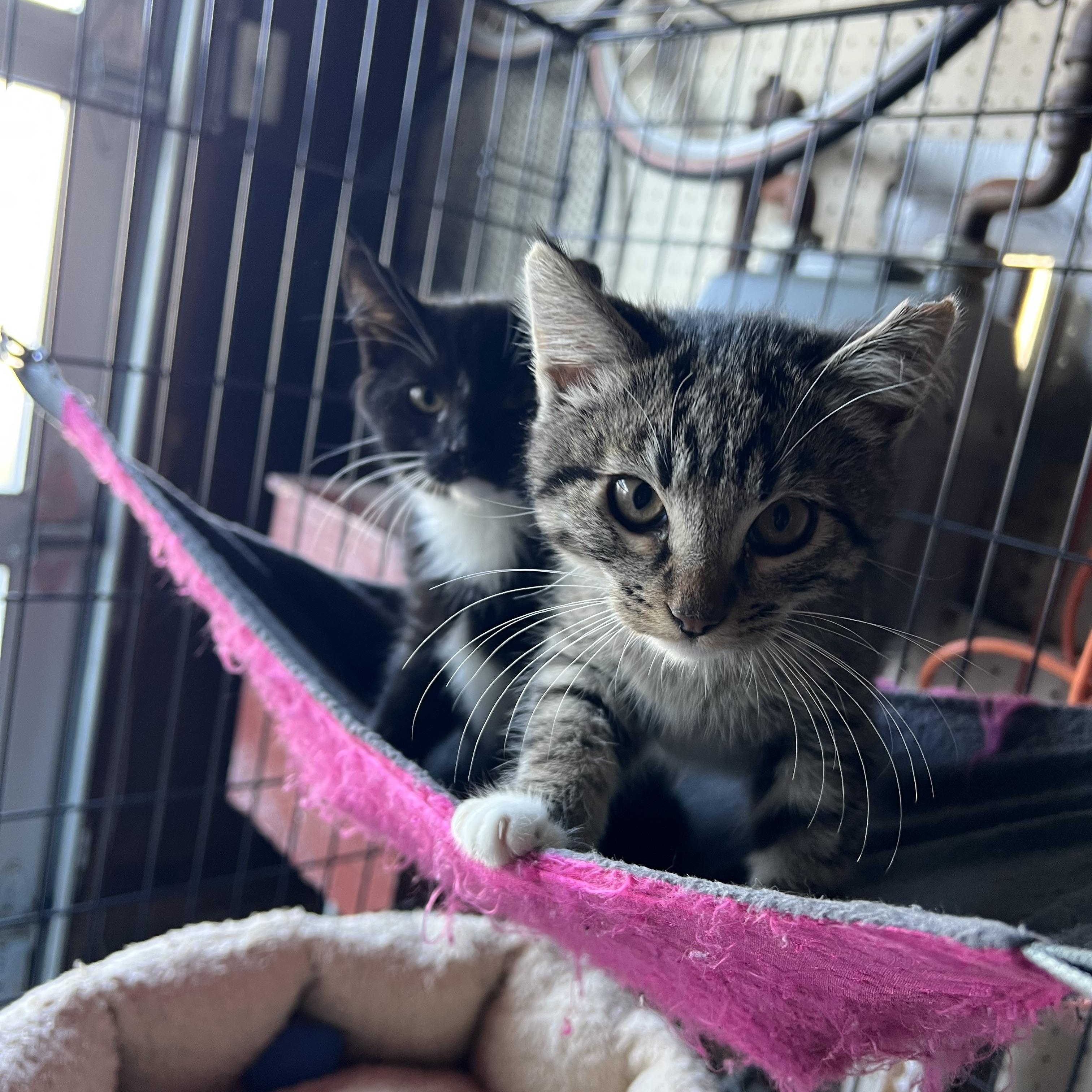 Natashia, Adoptable, Young Female Tuxedo.