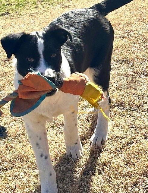 **RIO**, Adoptable, Puppy Male Border Collie.