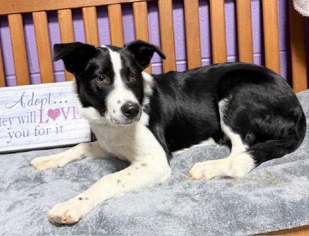Enlarge **RIO**, a Adoptable Border Collie in North Prairie, WI image 2/3