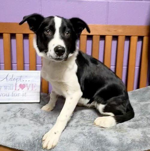 Enlarge **RIO**, a Adoptable Border Collie in North Prairie, WI image 3/3