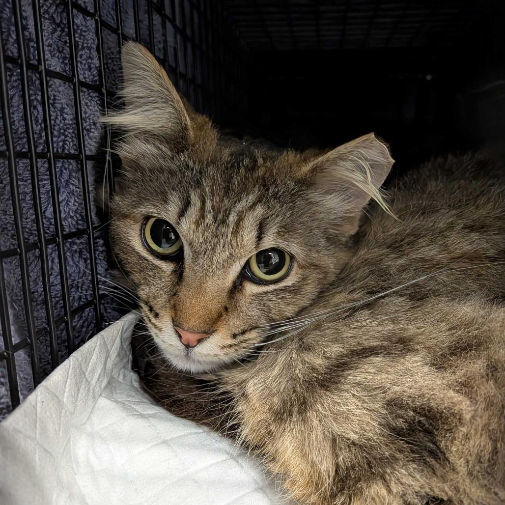 Enlarge Raff, a Adoptable Domestic Medium Hair in Redwood City, CA image 1/1