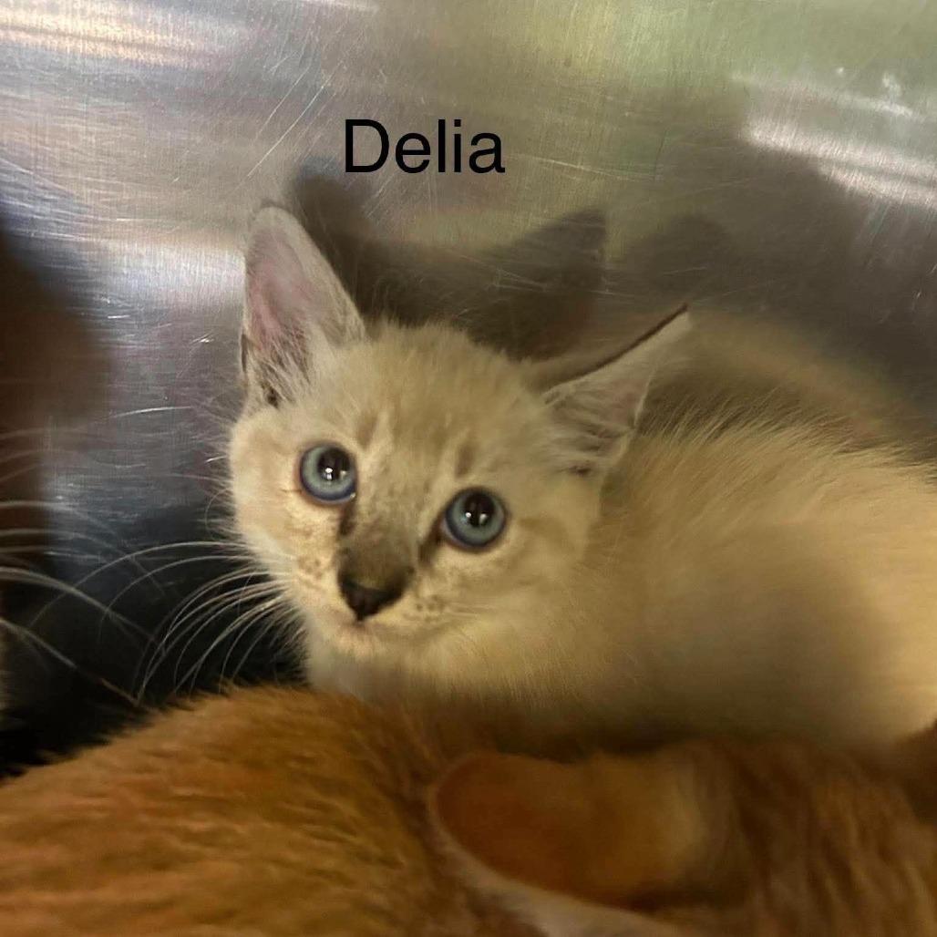 Enlarge delia, a Adoptable mixed breed in Madill, OK image 1/1