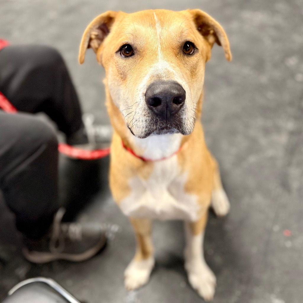 Brownie, Adoptable, Adult Male Labrador Retriever & Terrier.