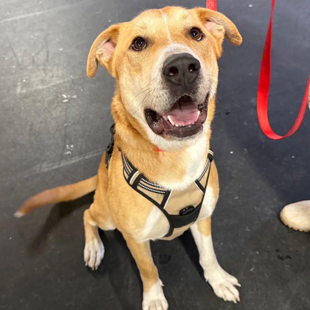 Brownie, a Adoptable mixed breed in Bloomfield, CT image 2/3