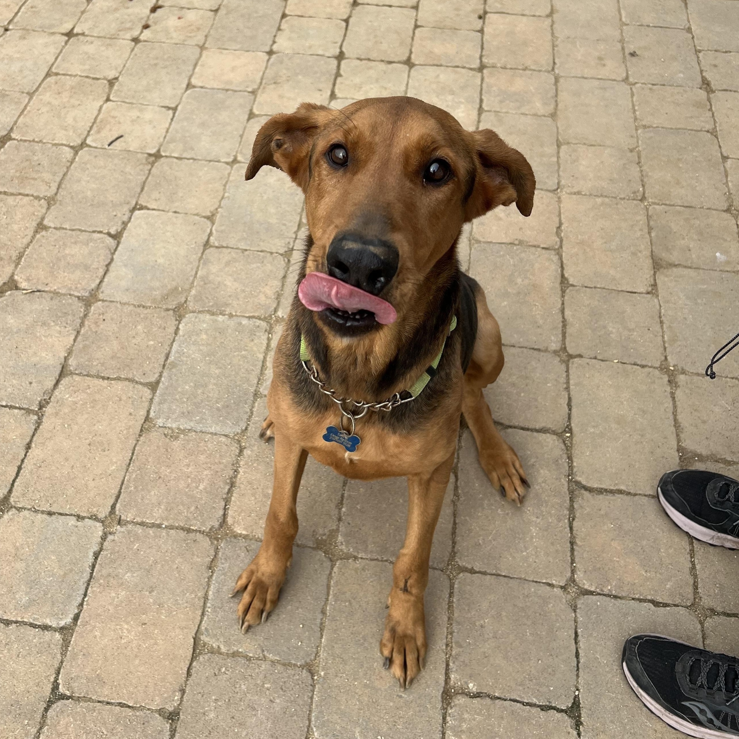 Enlarge Jackie, a Adoptable mixed breed in Putnam, CT image 1/6