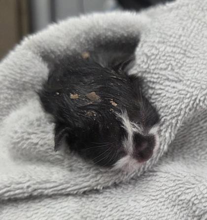 Figaro, Adoptable, Kitten Male Domestic Short Hair & Domestic Short Hair.