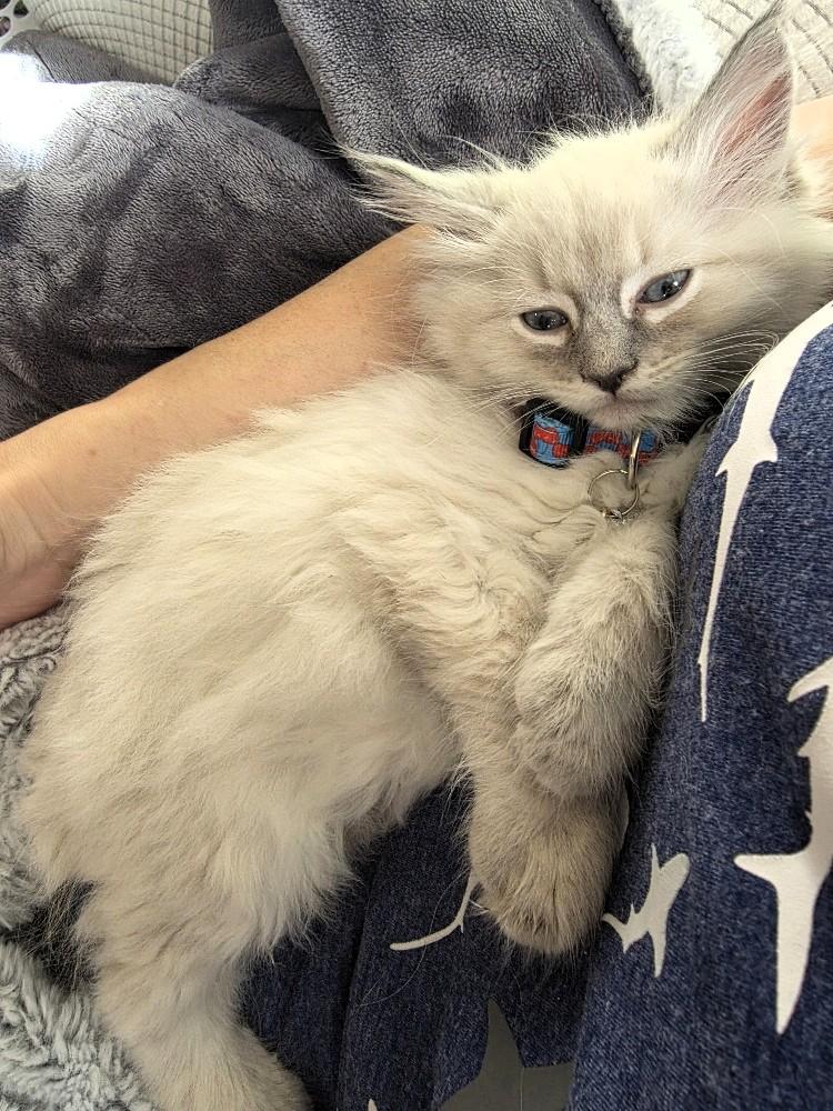Strawberry, an adopted Domestic Long Hair in Salt Lake City, UT image 2/4