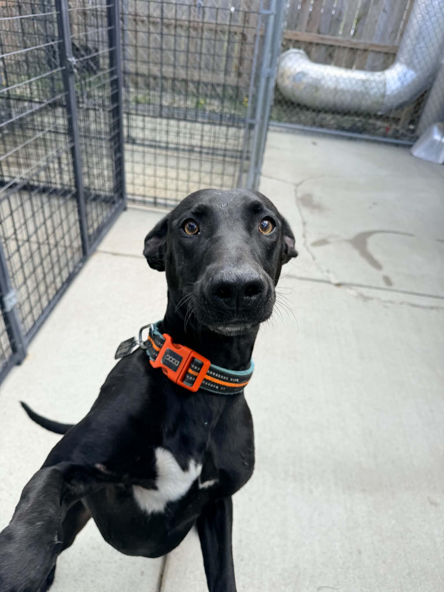 Apollo, an adopted Black Labrador Retriever in Ionia, MI image 3/5