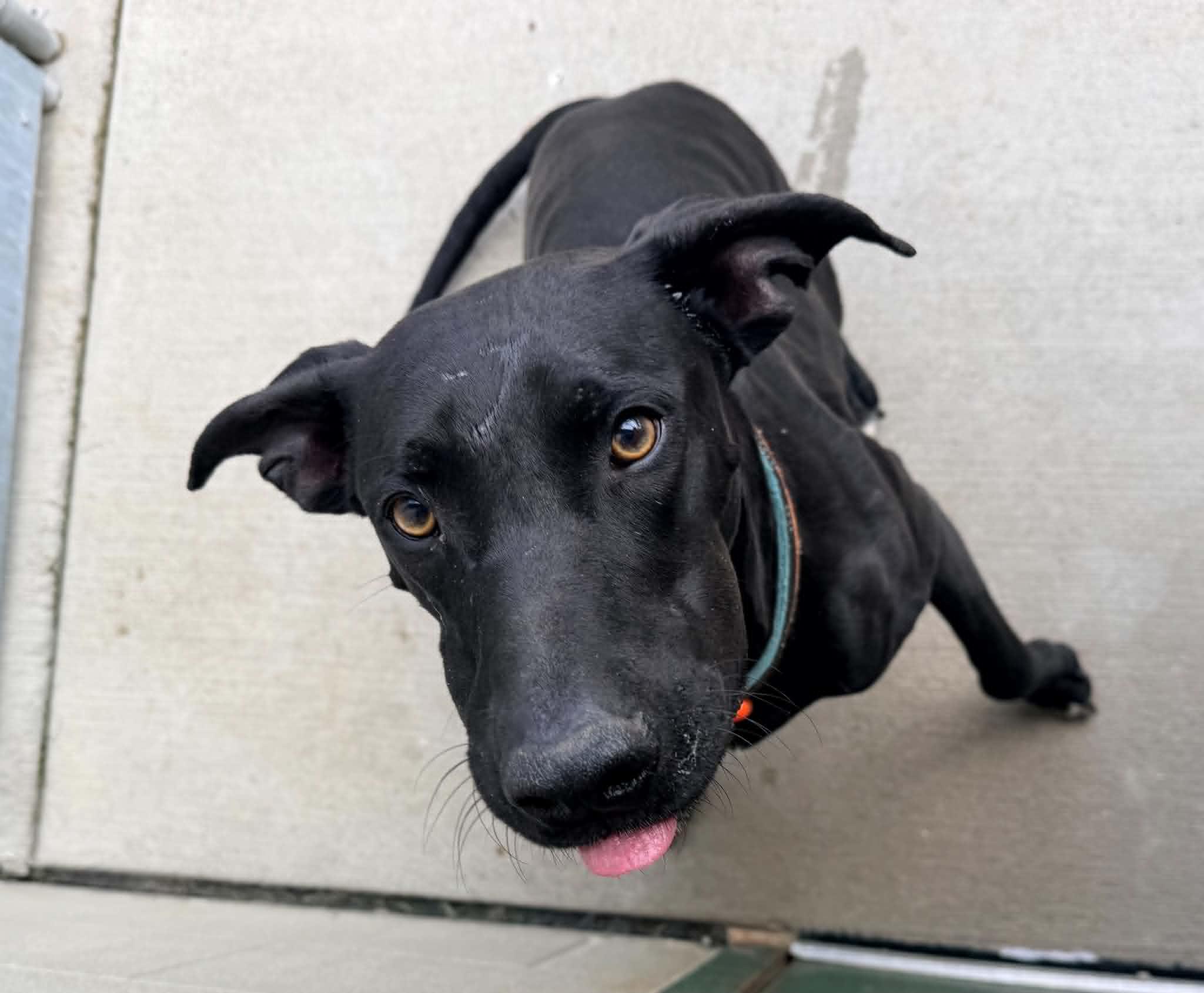 Apollo, an adopted Black Labrador Retriever in Ionia, MI image 2/5