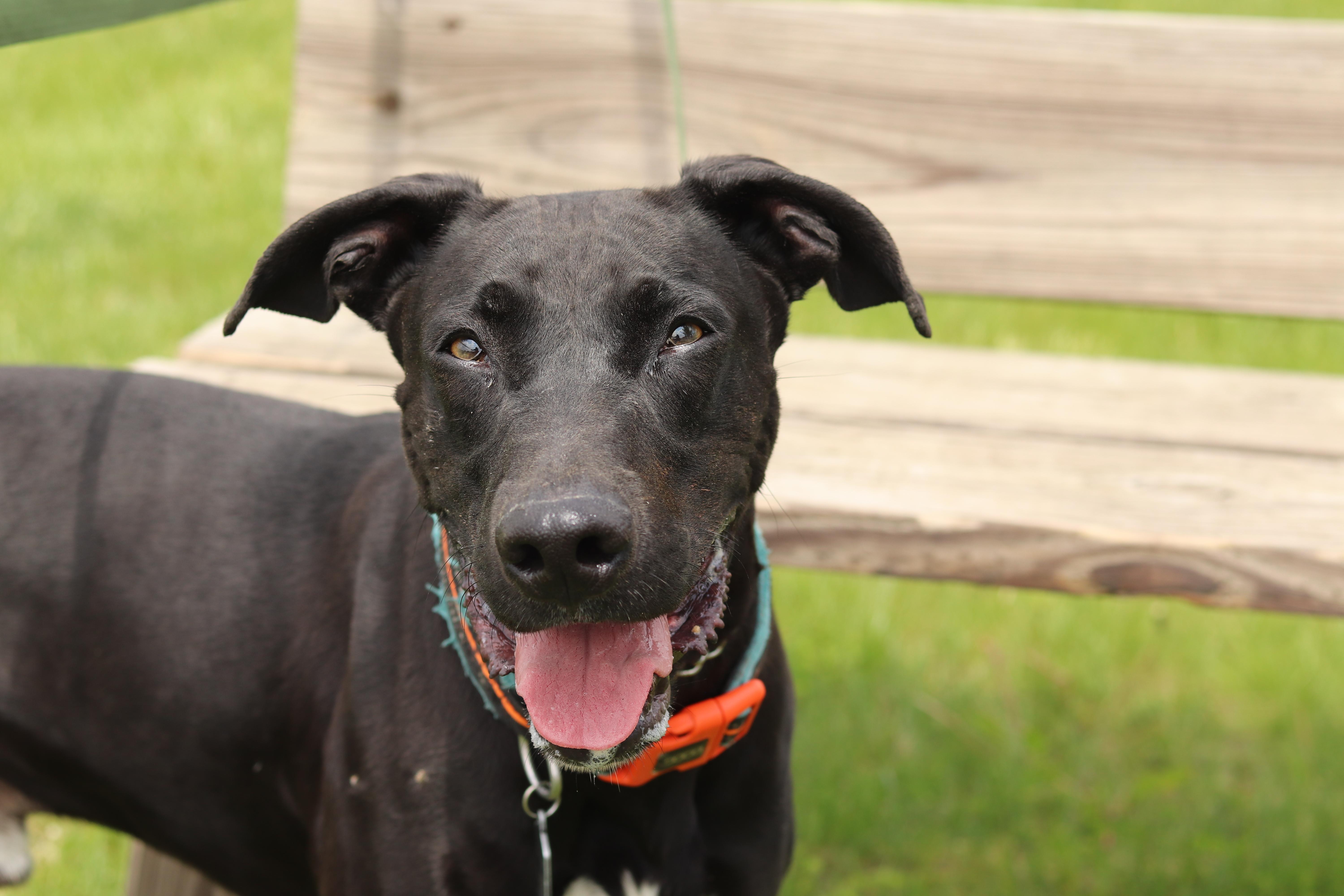 Apollo, an adopted Black Labrador Retriever in Ionia, MI image 1/5