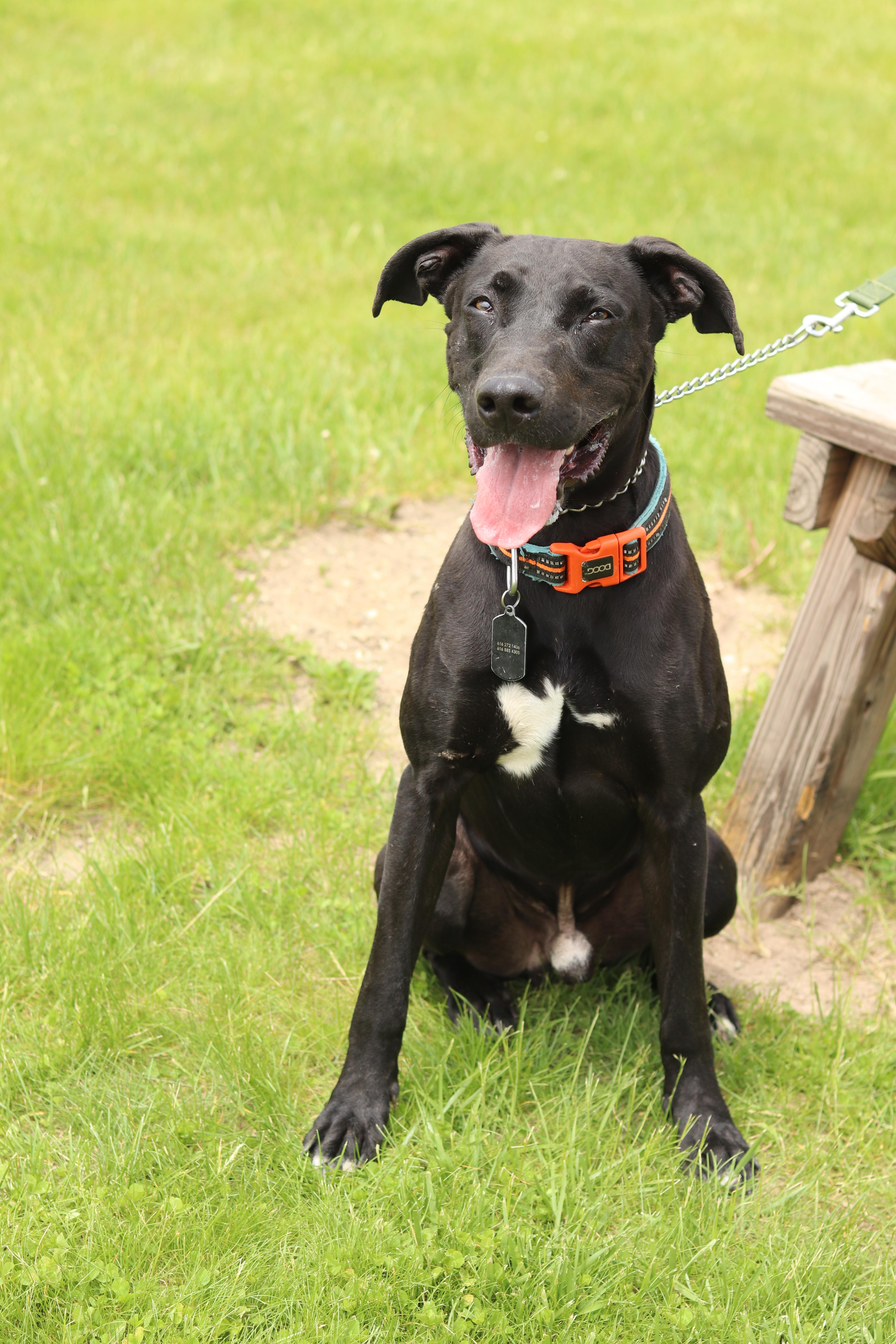 Apollo, an adopted Black Labrador Retriever in Ionia, MI image 5/5