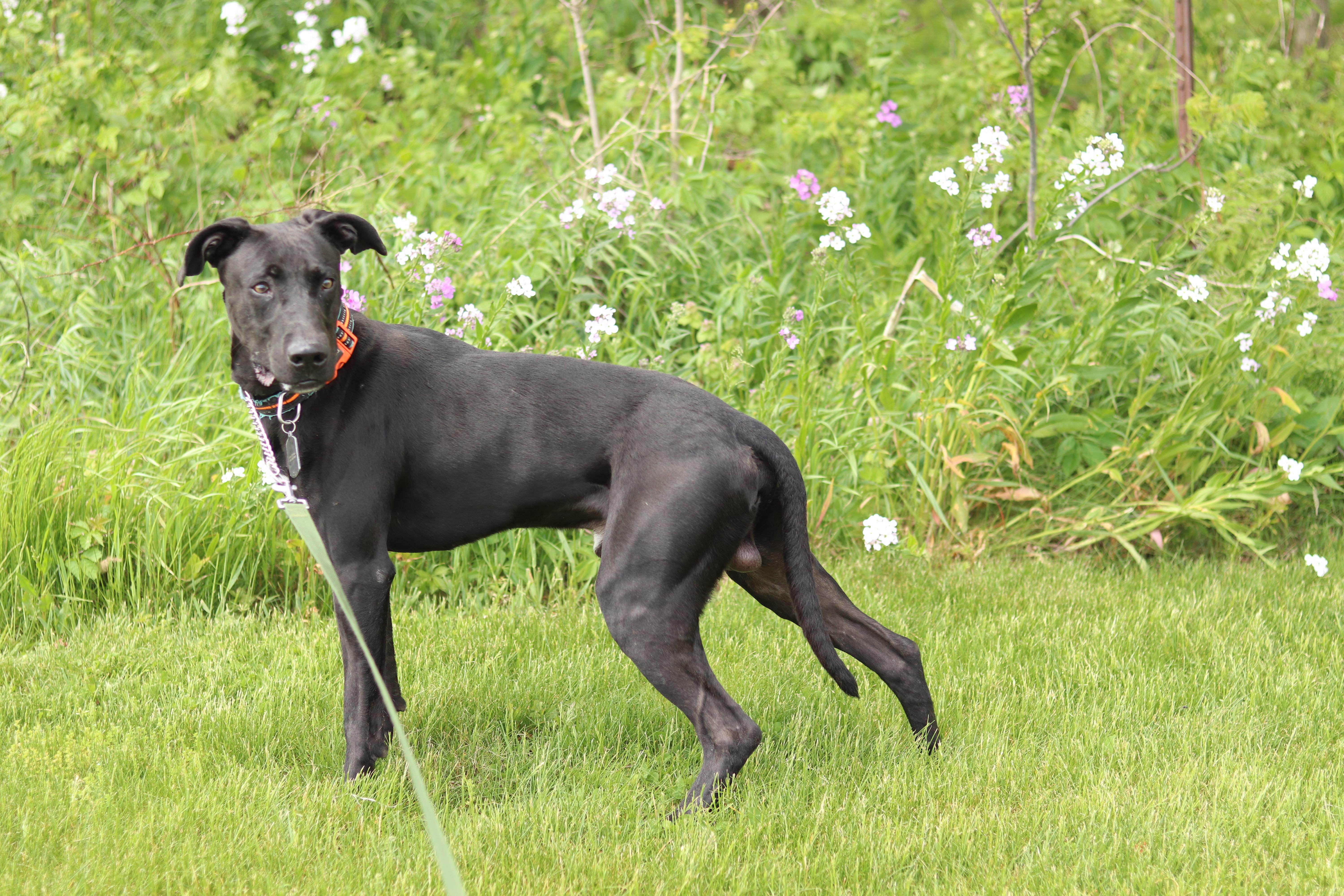 Apollo, an adopted Black Labrador Retriever in Ionia, MI image 4/5