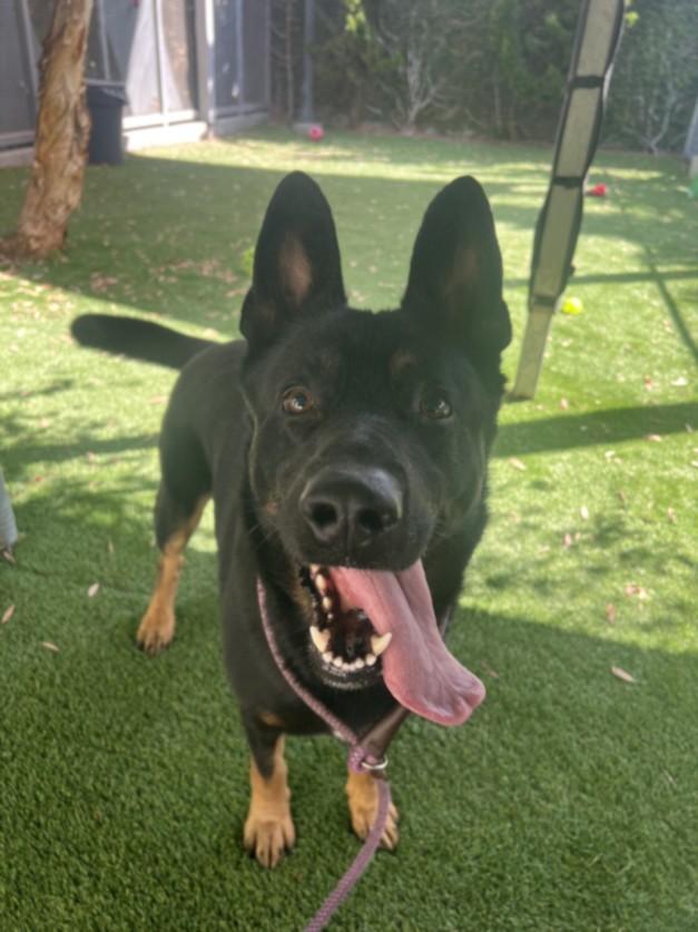 Enlarge MIKO, a Adoptable mixed breed in Los Angeles, CA image 1/1