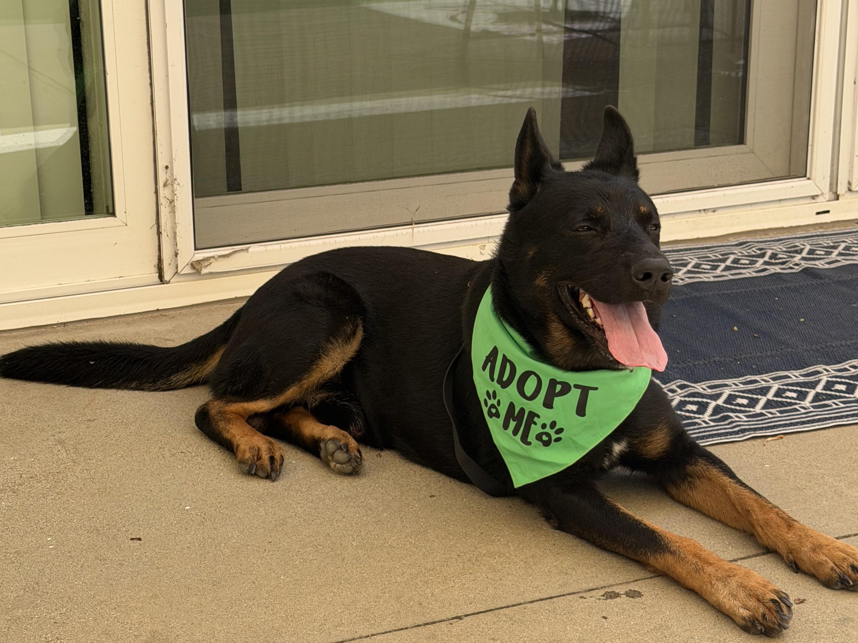 Enlarge MIKO, a Adoptable mixed breed in Los Angeles, CA image 1/1