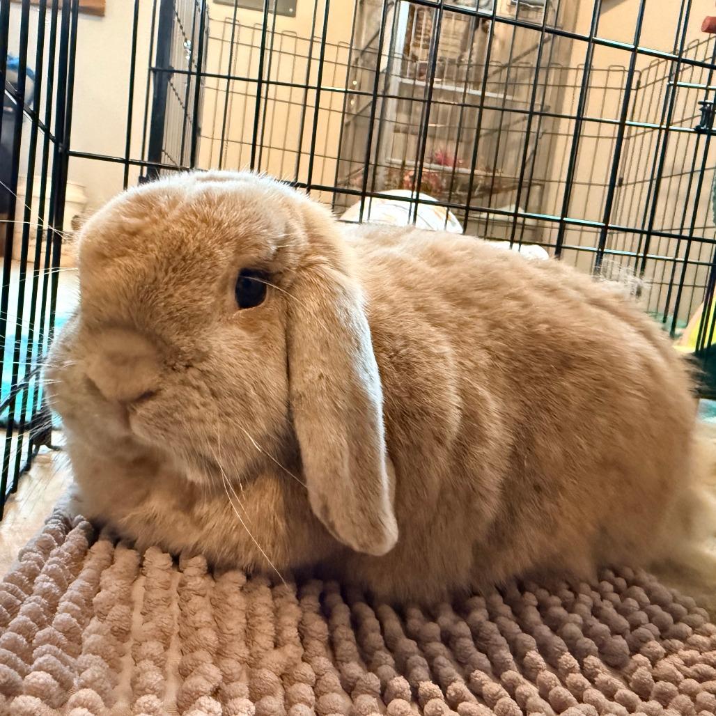 Enlarge Harley, a Adopted Holland Lop in Stokesdale, NC image 2/2