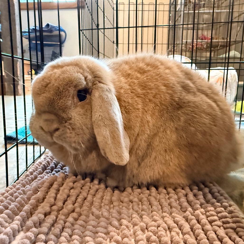 Enlarge Harley, a Adopted Holland Lop in Stokesdale, NC image 1/2