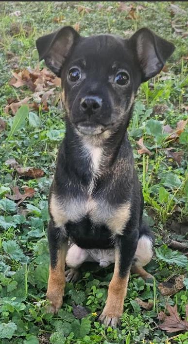 Louie In Tx thumbnail 3