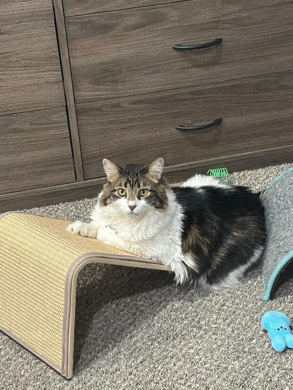 Enlarge Domino, a Adoptable Domestic Long Hair in Fruit Heights, UT image 1/2