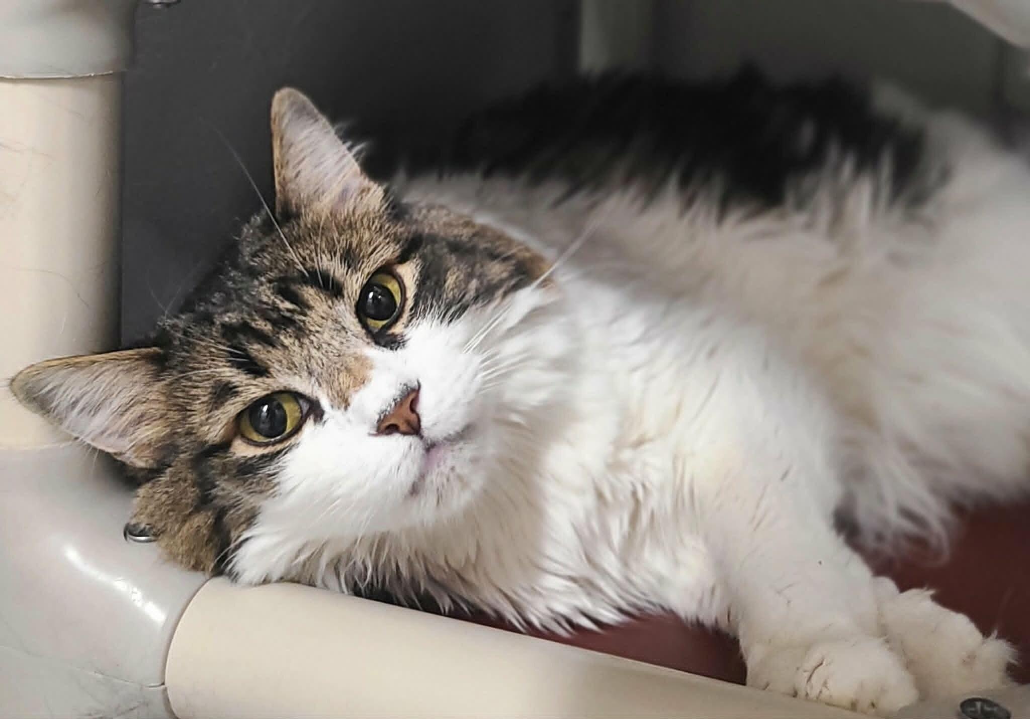 Enlarge Domino, a Adoptable Domestic Long Hair in Fruit Heights, UT image 2/2