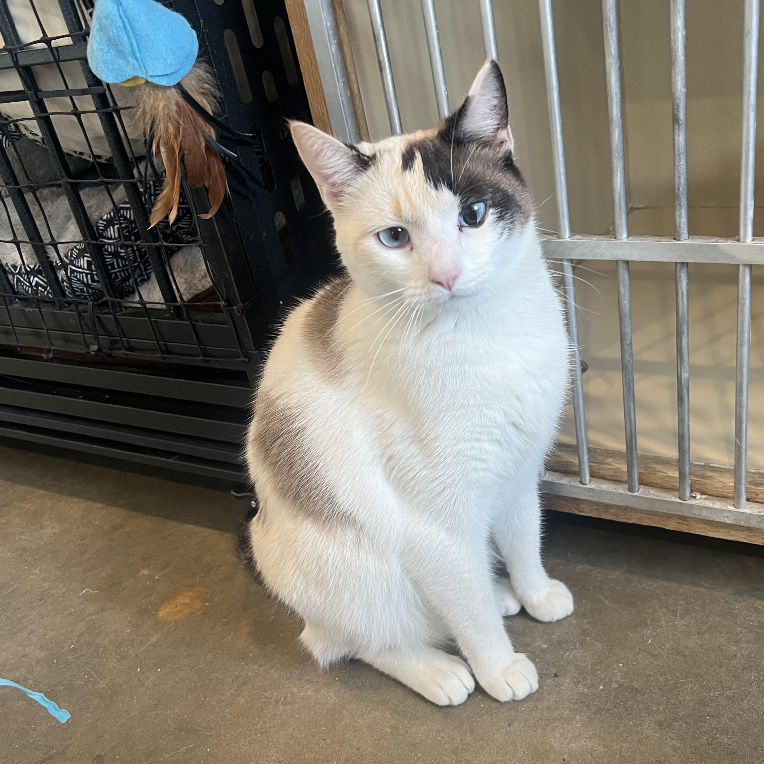 Enlarge Dixie, an adopted Domestic Short Hair in Bonners Ferry, ID image 1/1