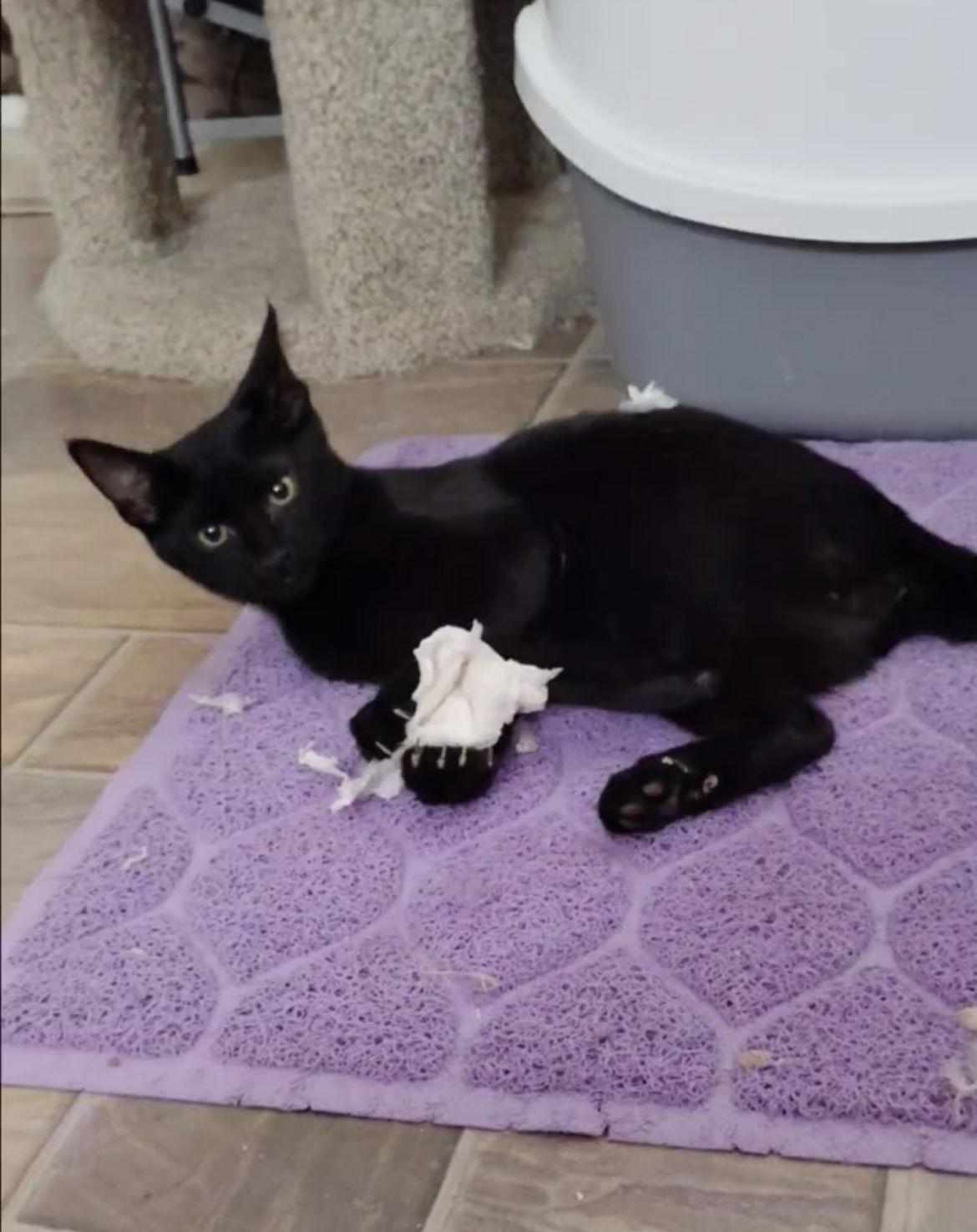 Coleslaw, Adoptable, Kitten Male Domestic Short Hair.