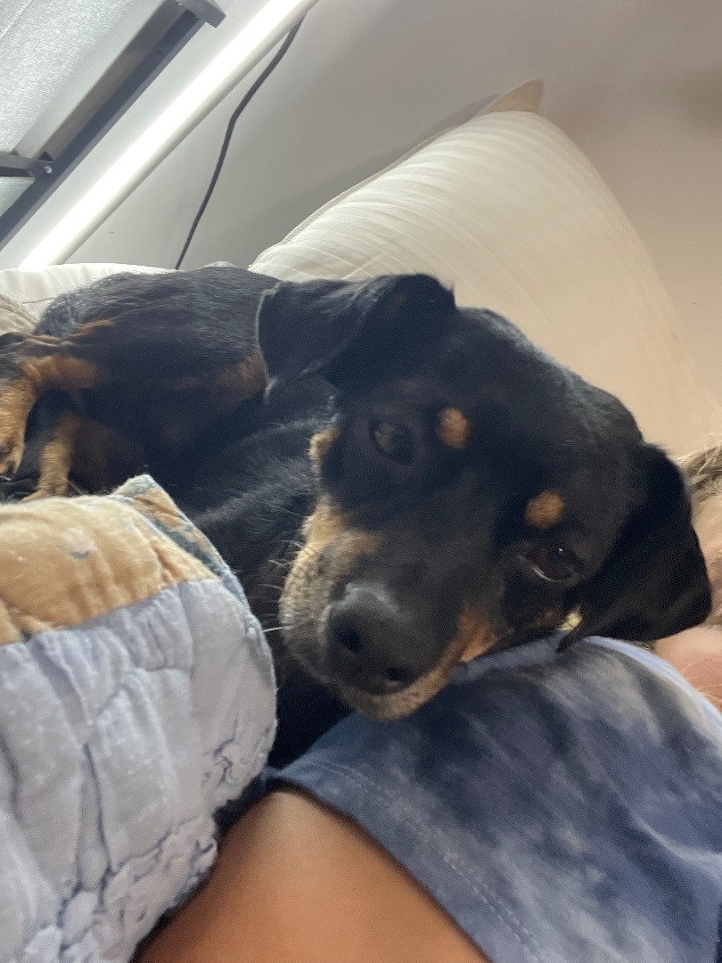 Piggy, Adoptable, Adult Female Mixed Breed.