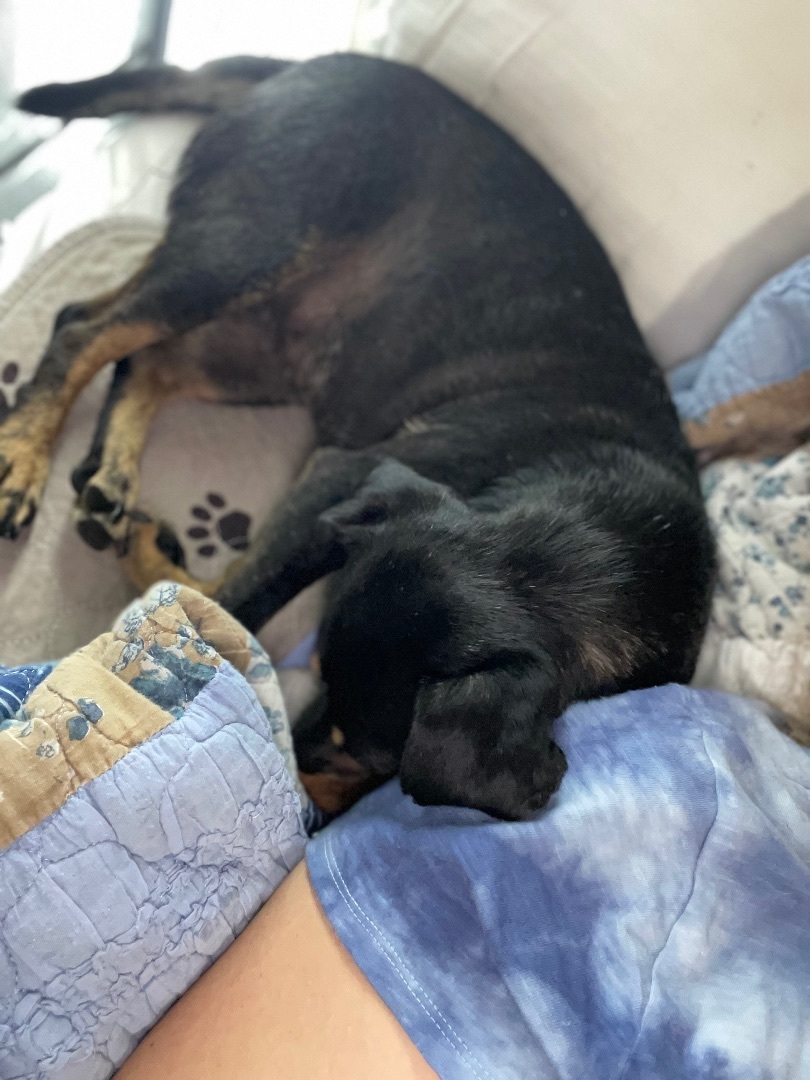 Piggy, a Adoptable Mixed Breed in minneapolis, MN image 2/4