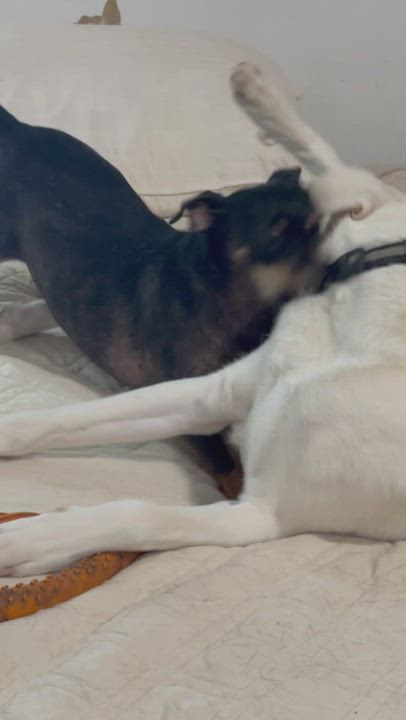 Enlarge Piggy, a Adoptable Mixed Breed in minneapolis, MN video 4/4