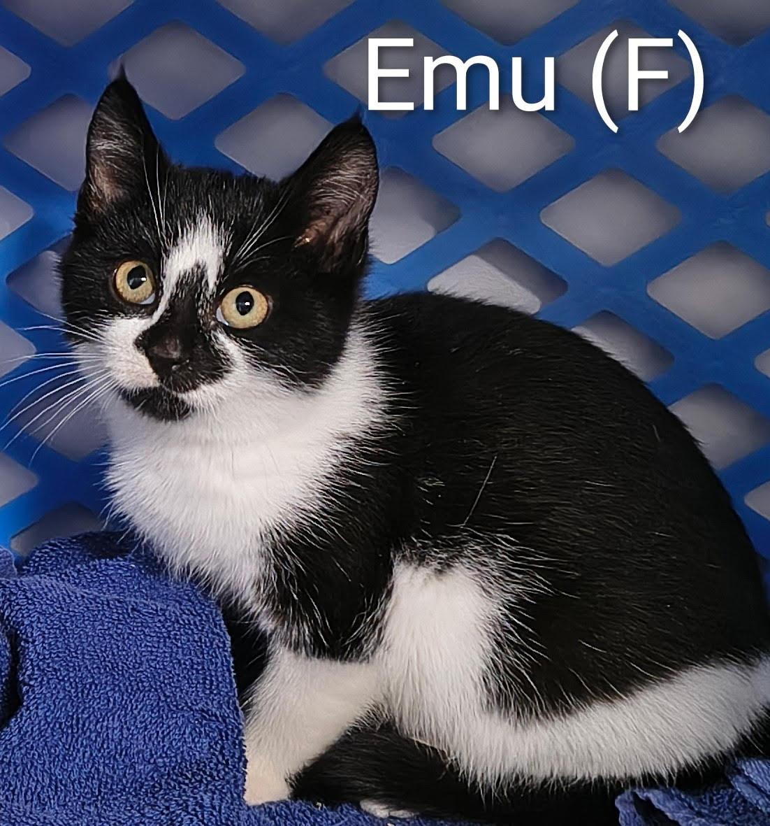 Enlarge Emu, a Adoptable Domestic Short Hair in Saugerties, NY image 1/1