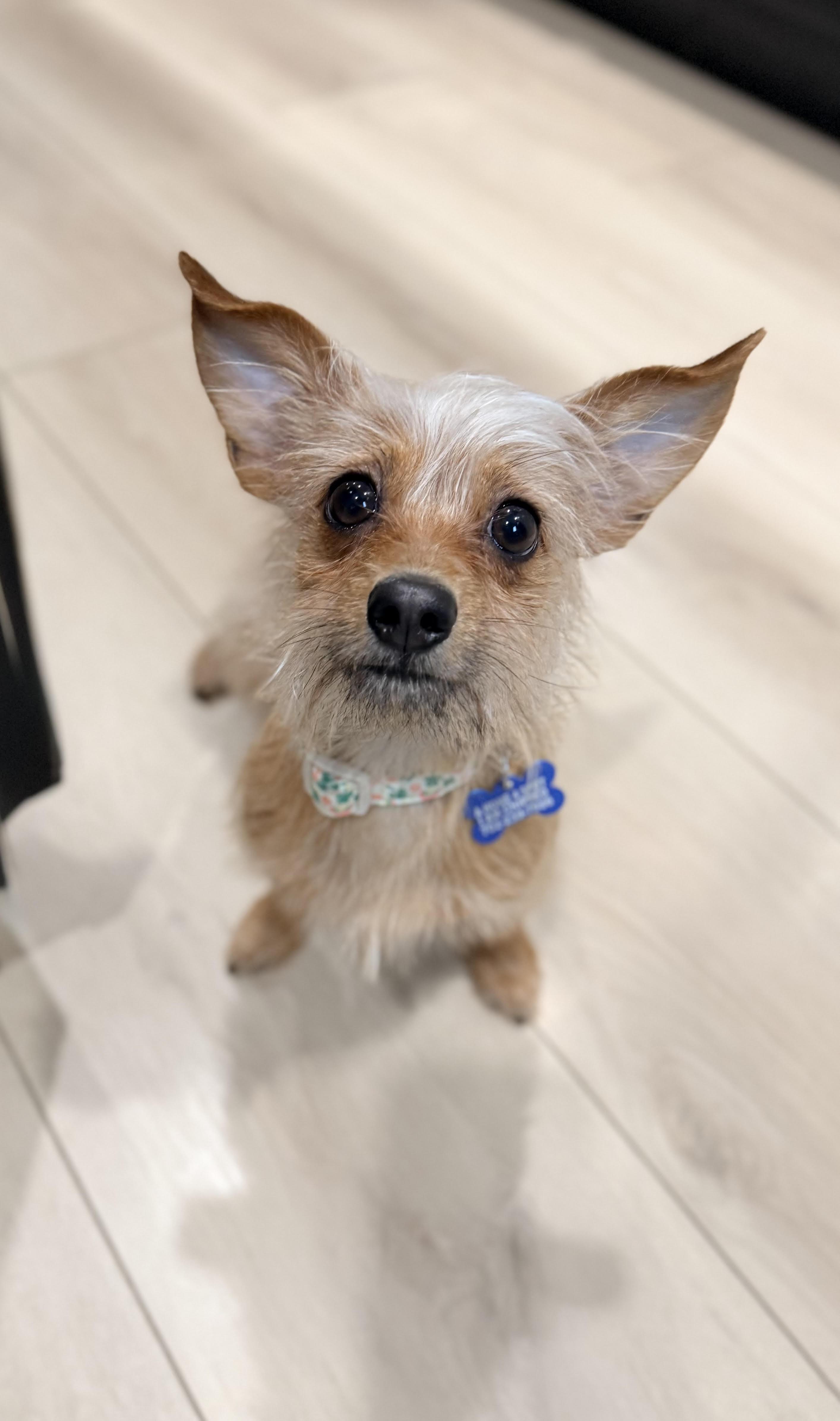 Enlarge Marley, a ADOPTABLE mixed breed in Las Vegas, NV image 1/1