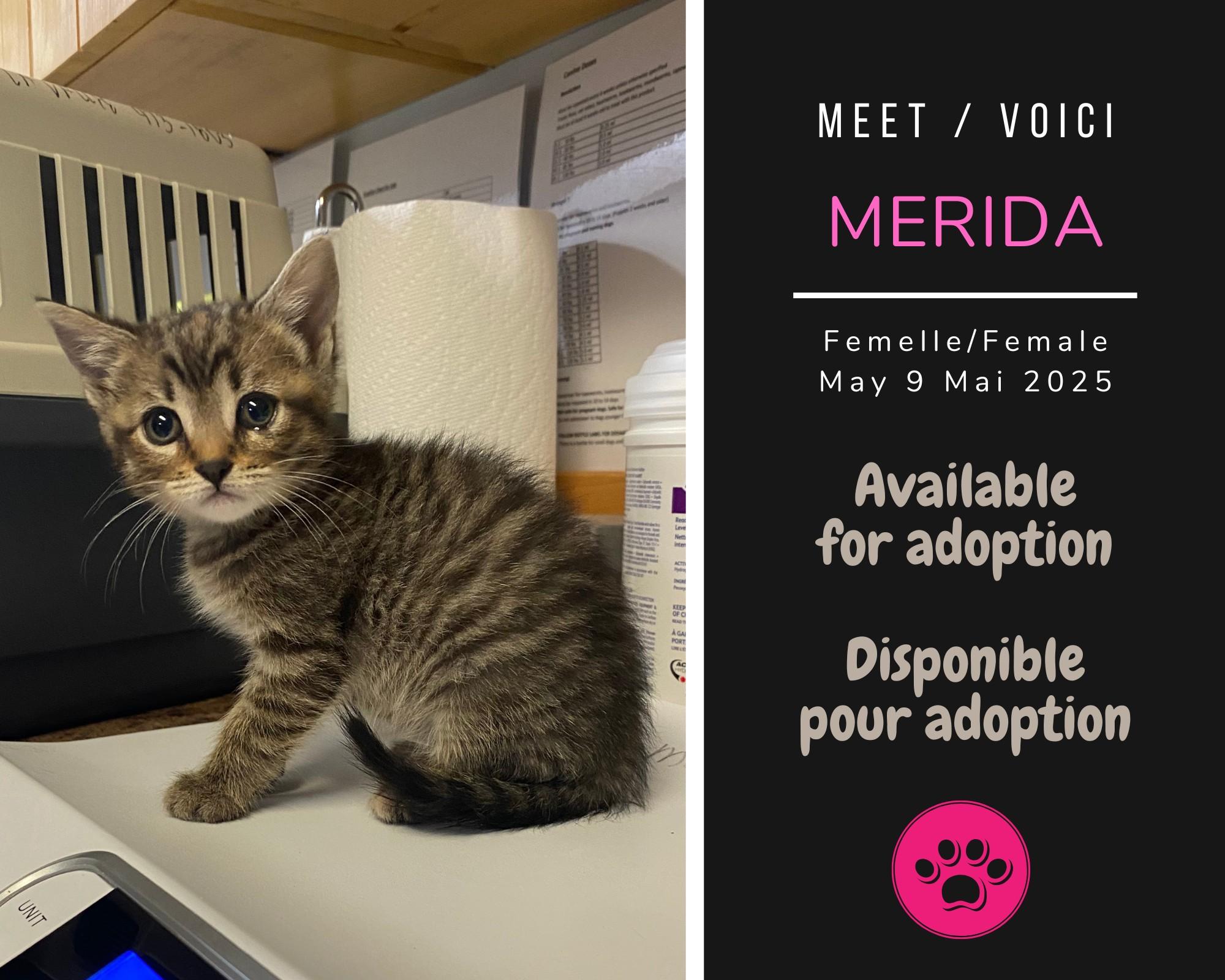 Merida, Adoptable, Young Female Domestic Short Hair.