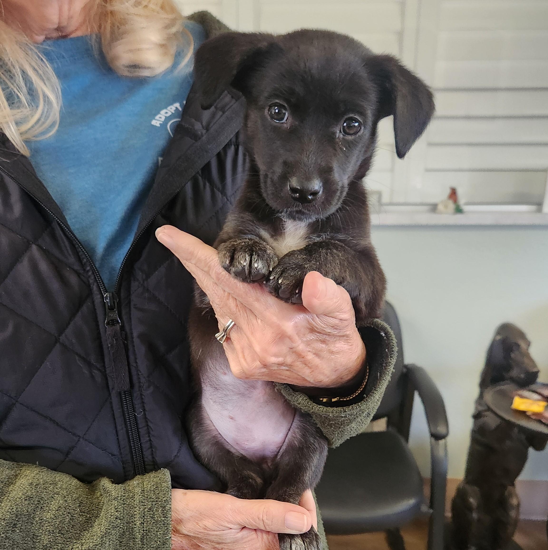 Tootsie, Adoptable, Puppy Female Chihuahua & Mixed Breed.