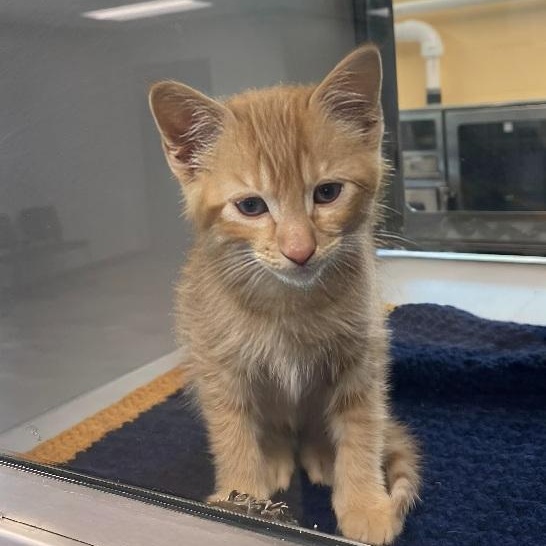 Flames, ADOPTABLE, Young Male Domestic Short Hair.