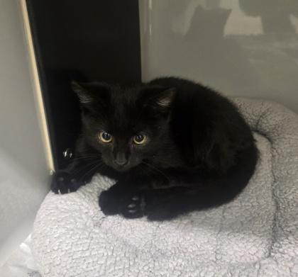 Spider, Adopted, Kitten Male Domestic Short Hair.