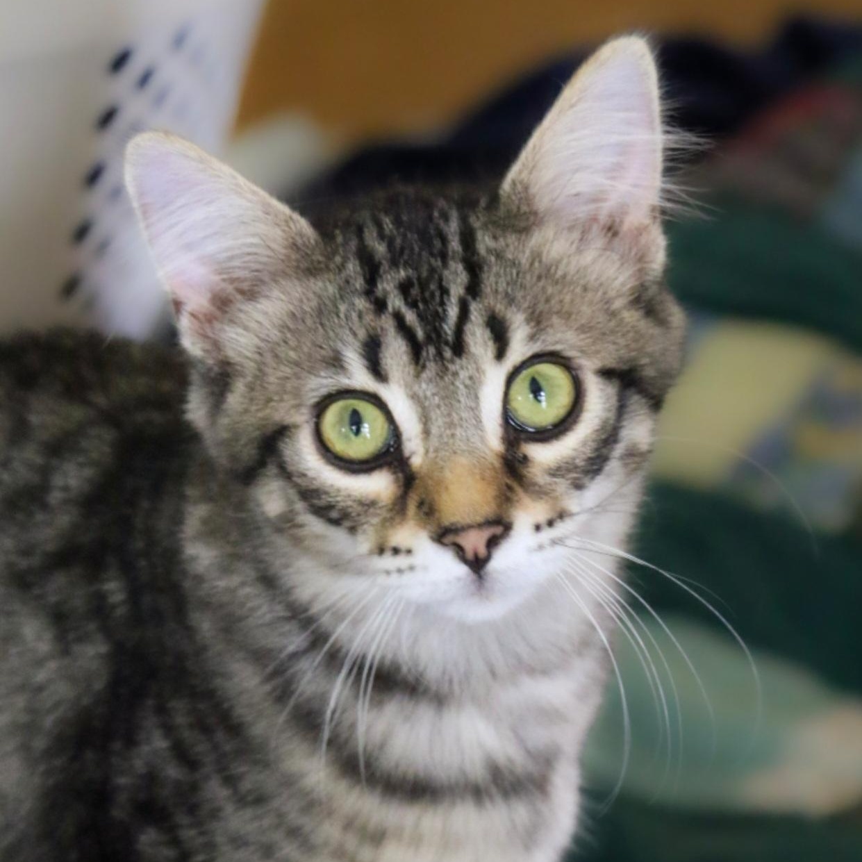 Enlarge Marco, a Adopted Domestic Medium Hair in Orlando, FL image 2/4
