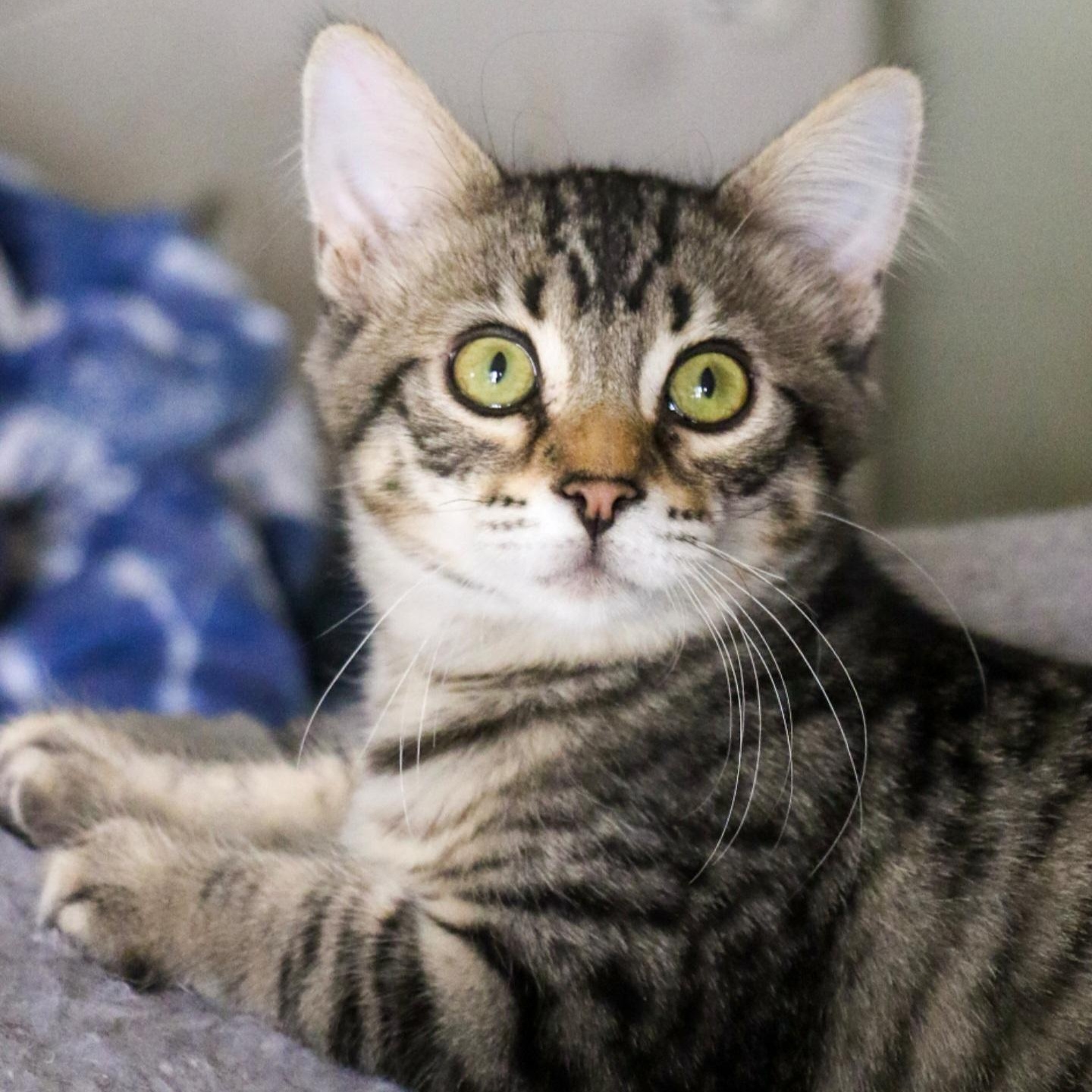 Marco, Adopted, Kitten Male Domestic Medium Hair.