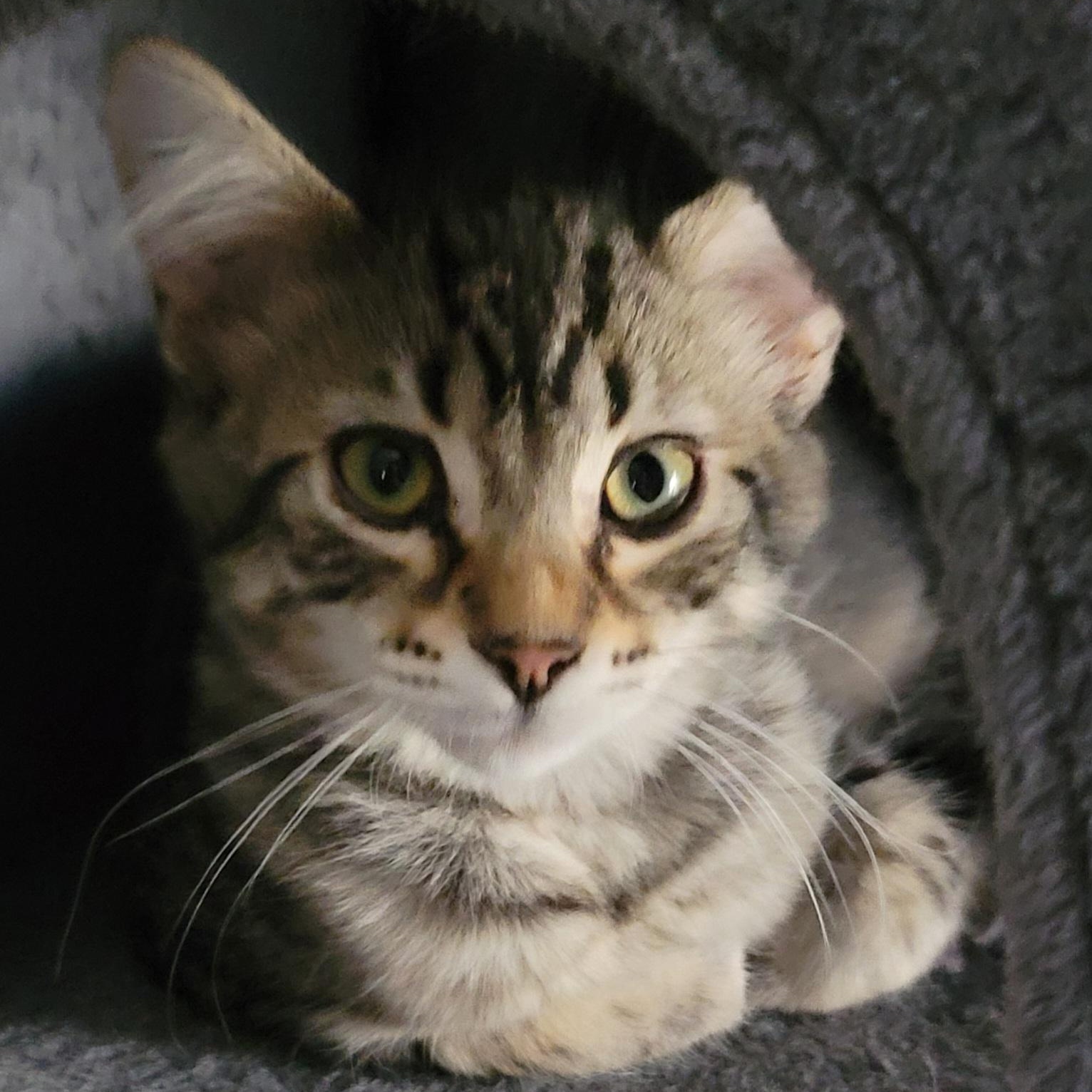 Enlarge Marco, a Adopted Domestic Medium Hair in Orlando, FL image 4/4