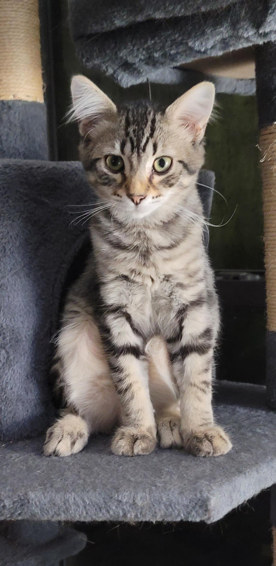 Enlarge Marco, a Adopted Domestic Medium Hair in Orlando, FL image 3/4