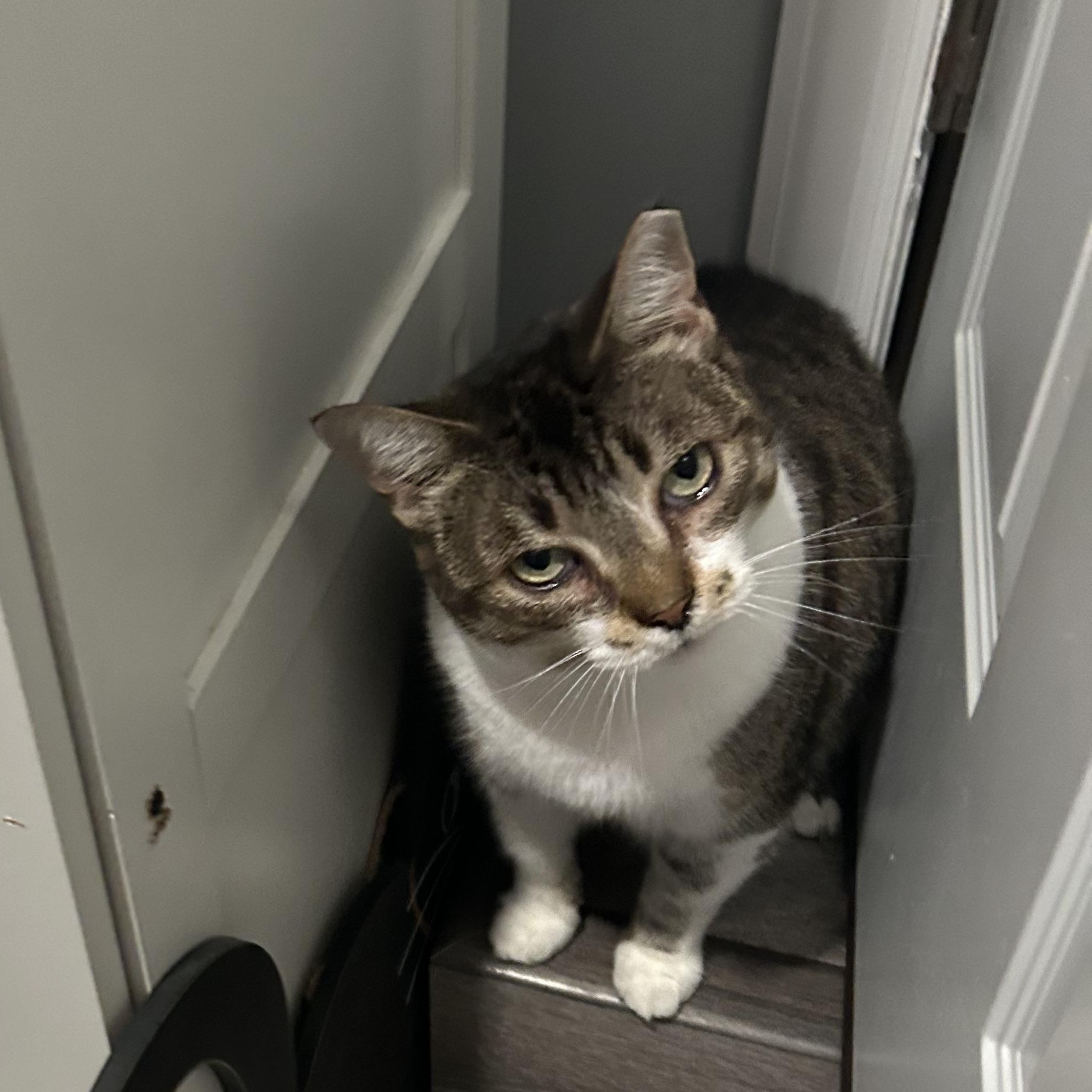 Maggie, an adopted Domestic Short Hair in Sayville, NY image 1/4