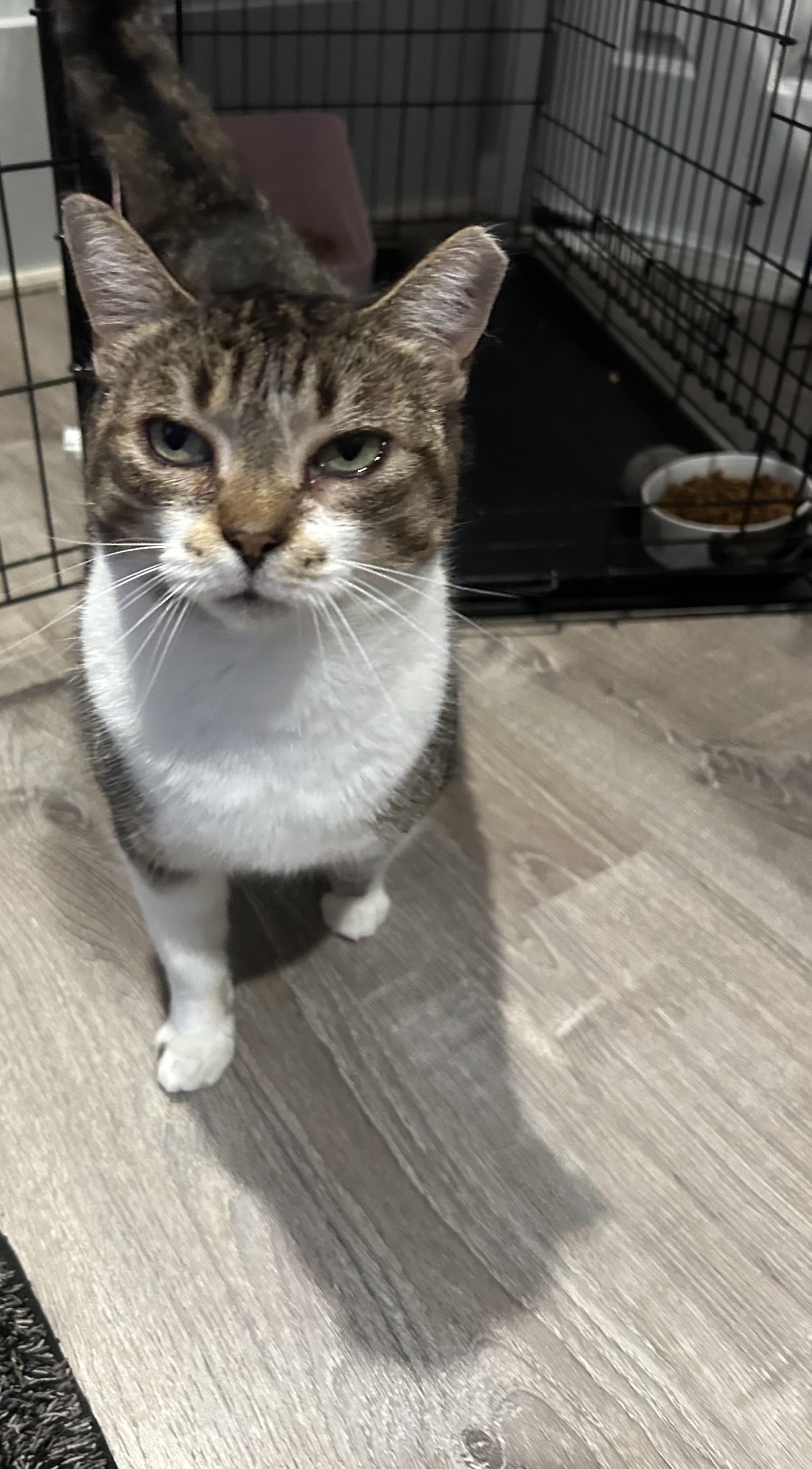 Maggie, an adopted Domestic Short Hair in Sayville, NY image 2/4