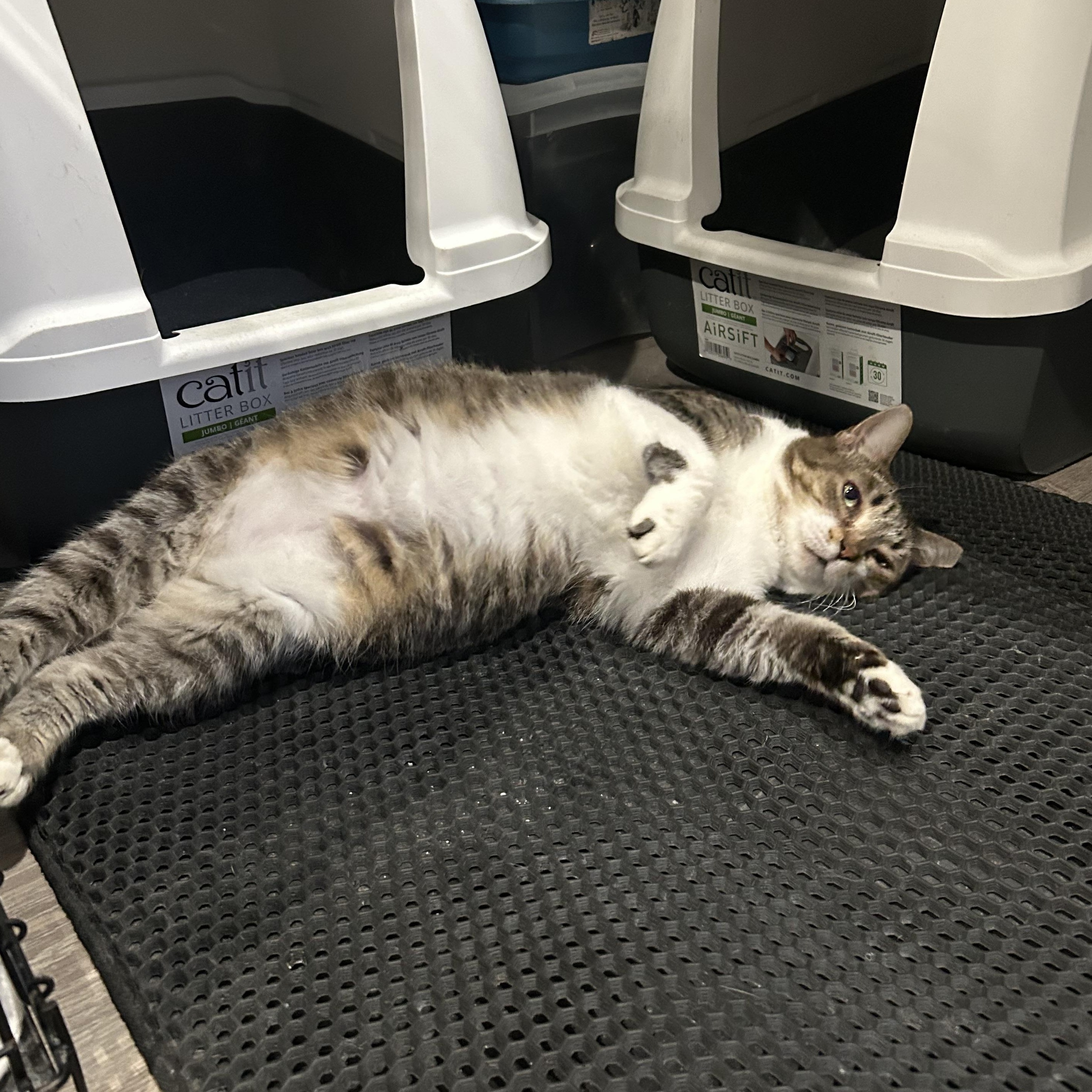 Maggie, adopted, Adult Female Domestic Short Hair.